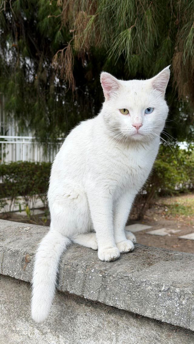 Abandoned cat with unusual eyes