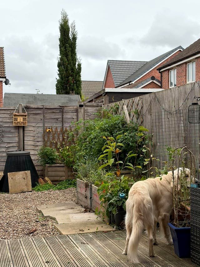 A cat is in this picture; see if you can find her.