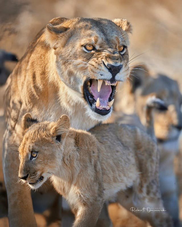 🔥Mother Lioness fiercely searches for her cubs in Moremi Game Reserve, Botswana🔥