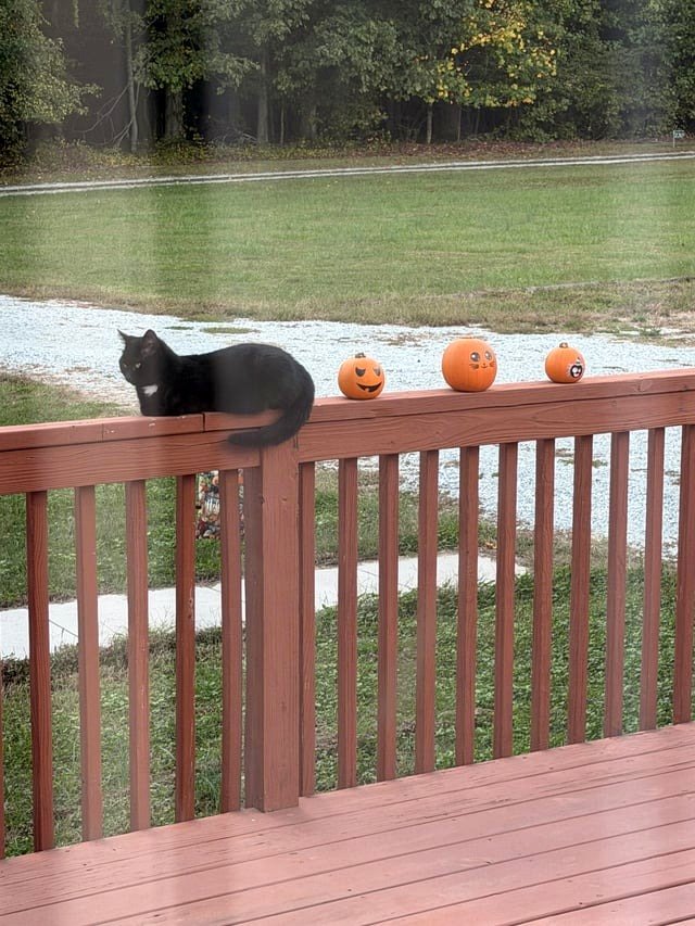 The outdoor cat from the neighborhood chose to become a decoration at our home.