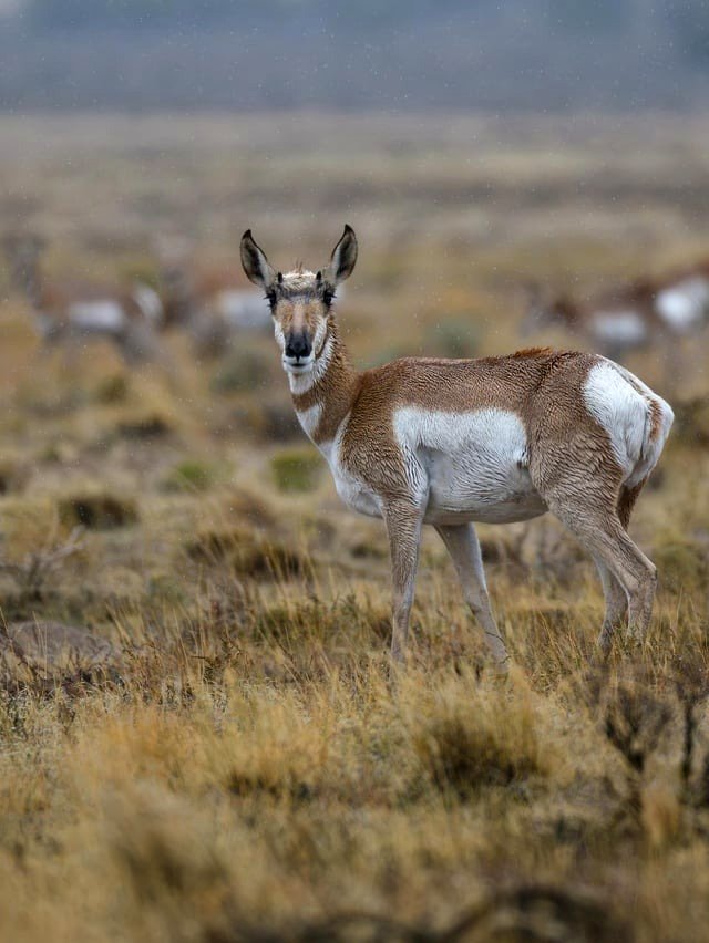 Saturated pronghorn
