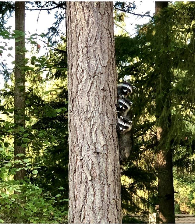 Three baby raccoons concealed from my dogs. Very cute.