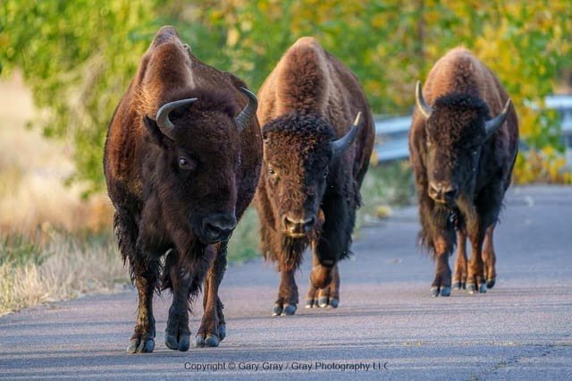Bison Journey by Road