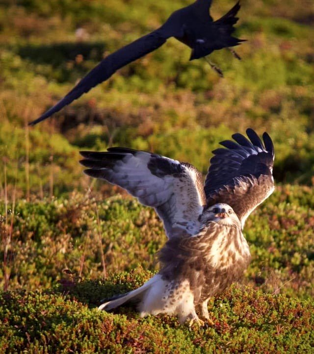 🔥 A rough-legged buzzard faces a tough day, under attack from the most aggressive creature in the tundra, a long-tailed jaeger, also known as the "Tundra Air Force.
