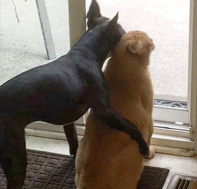 My Best Photo of My Cat and Dog