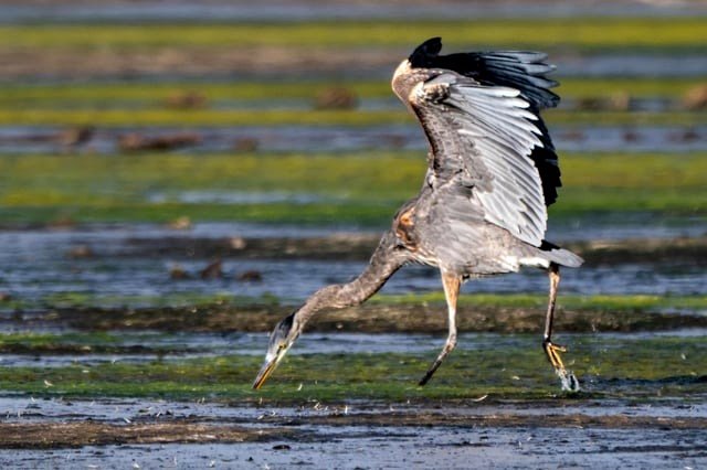 Great Blue Heron striking at a meal.