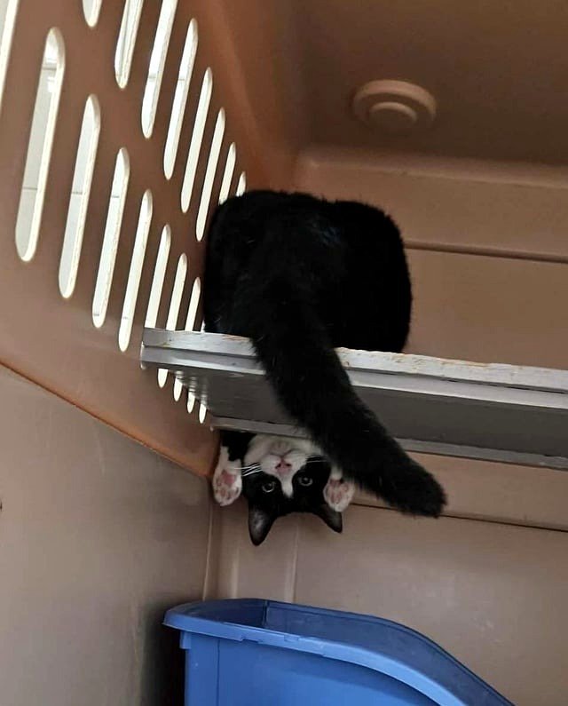 Daiquiri, the shelter's batcat. ❤️❤️❤️