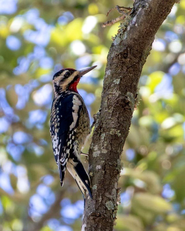 Yellow-bellied Sapsucker (Canon R7 with 100-400mm F5.6-8)