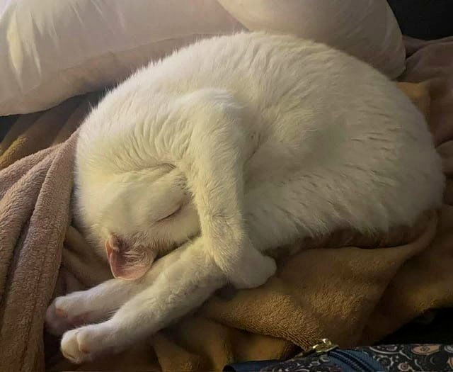 George enjoying a peaceful rest