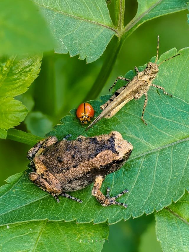 A ladybug, a frog, and a grasshopper step onto a leaf.