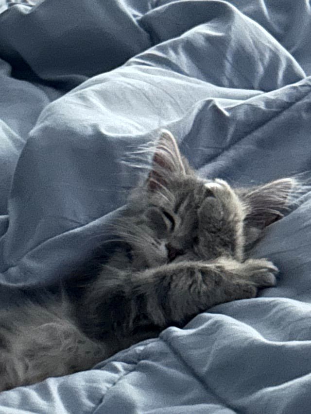 Luna, peacefully sleeping. 3 months old