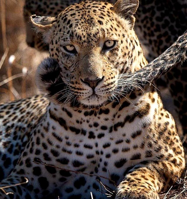 🔥Leopard detecting the aroma of a mate🔥