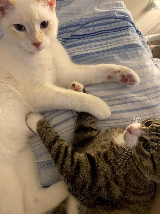 Why do cat owners kiss their cats?