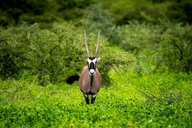 🔥 oryx found in Namibia