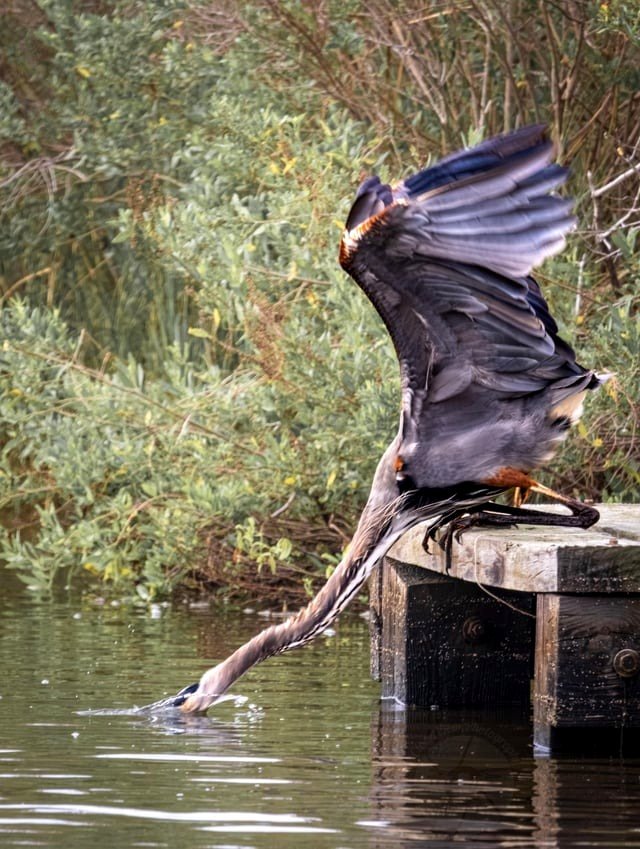 🔥 Great blue heron, Ardea herodias, During Strike