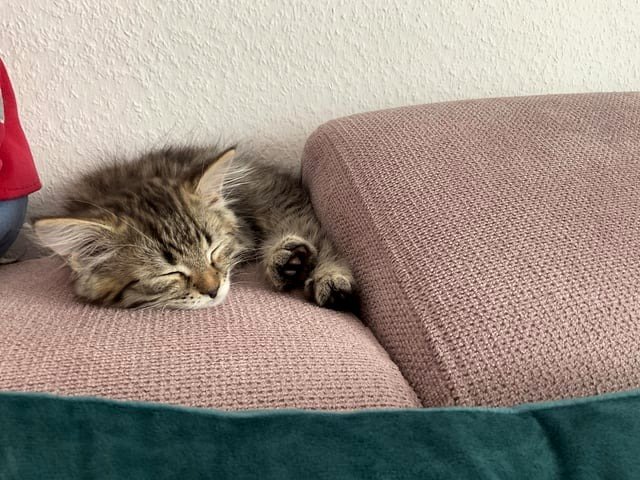 The CAT Distribution system has reached Germany.. welcome Simba.