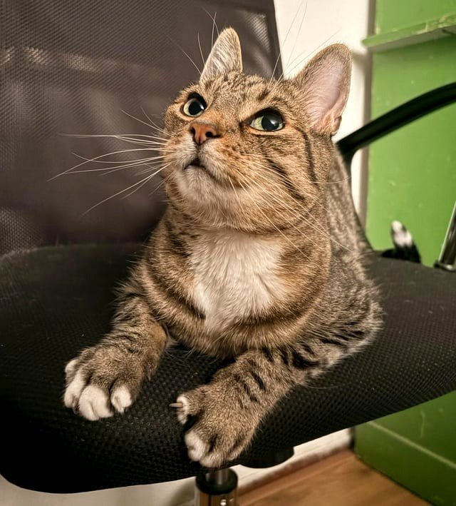 Chuck has large paws.