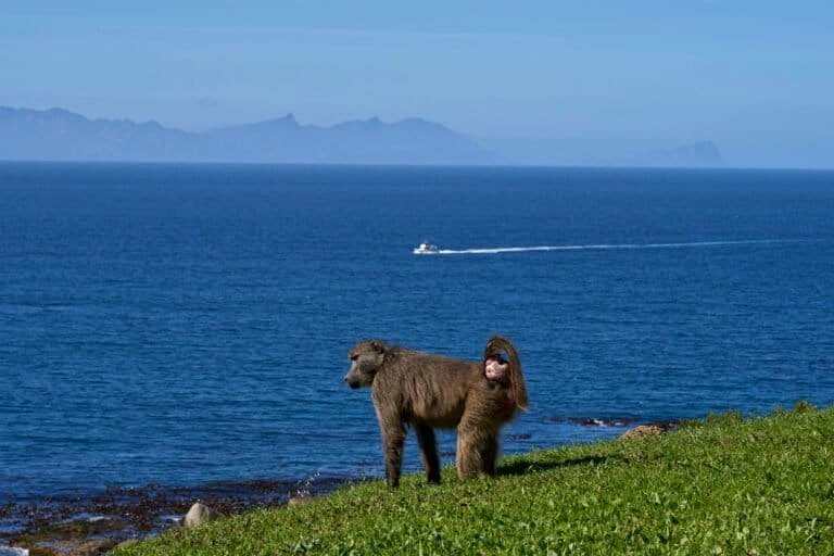 ‘A complete overhaul’: Cape Town to capture and move baboon groups