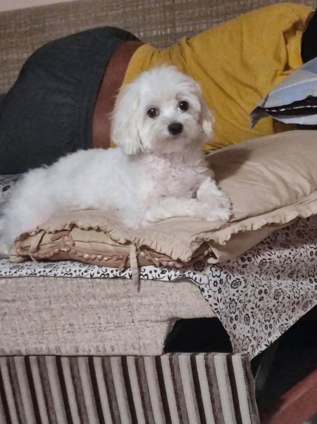 That pillow belongs to her now.