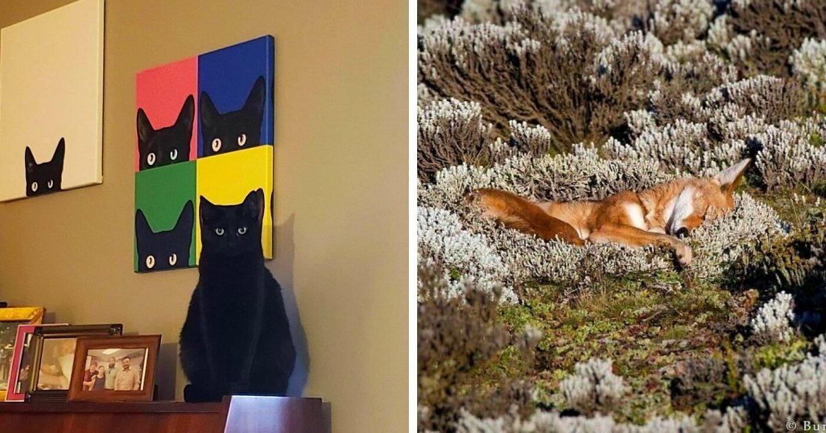 Absurd Animal Images That Prompt More Questions Than They Resolve
