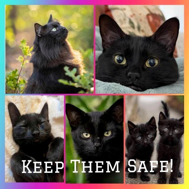 🖤PLEASE KEEP Them Safe🖤 Creatures do exist This season poses a significant risk for Black cats! If possible, keep them indoors.🐈‍⬛🐈‍⬛🐈‍⬛