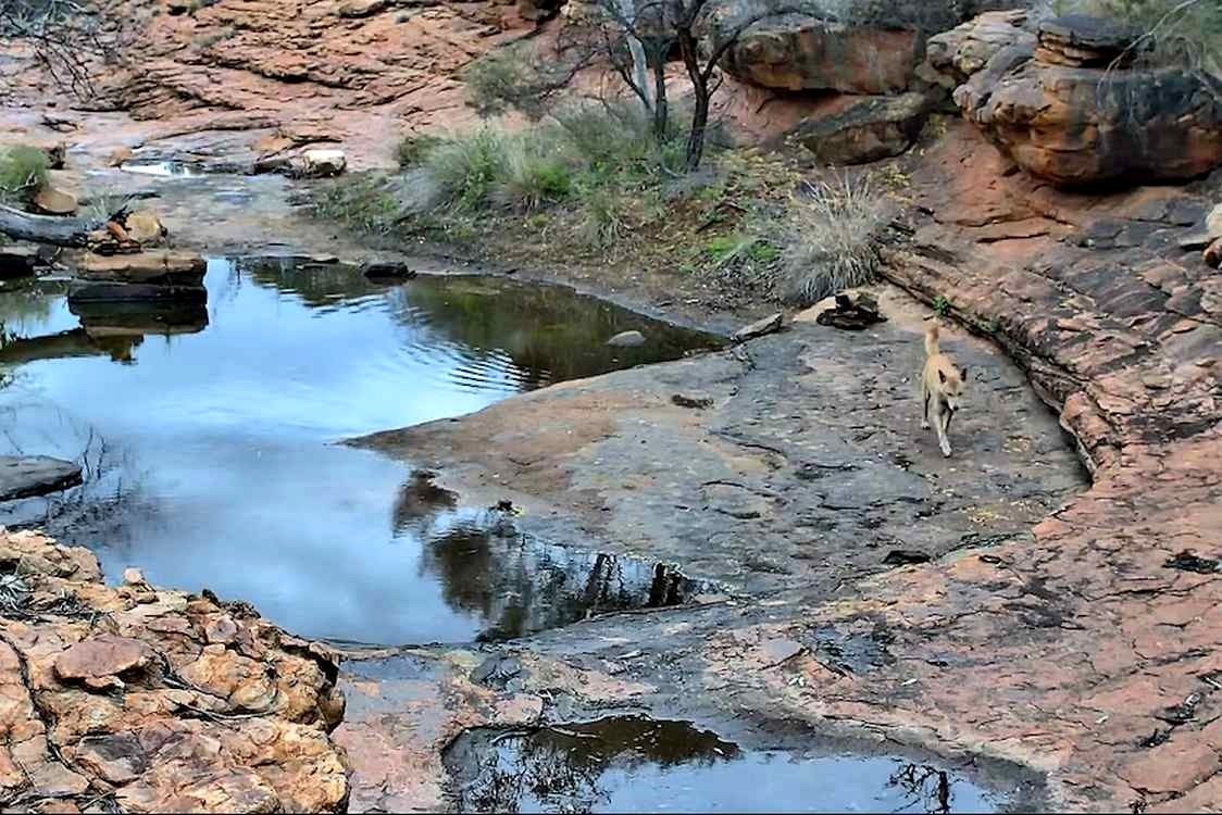 Australian Biologists Broadcast a Remote Desert Waterhole and Its Wild Visitors