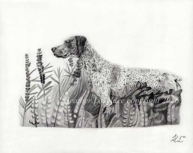 A graphite sketch I created of a Braque du Bourbonnais (rare pointer breed) :)