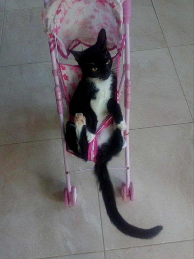He enjoys riding in the toy car.