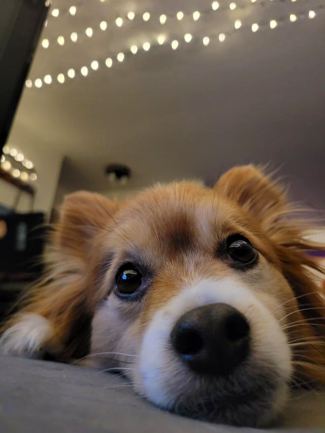 The snoot requires a boop, pals.