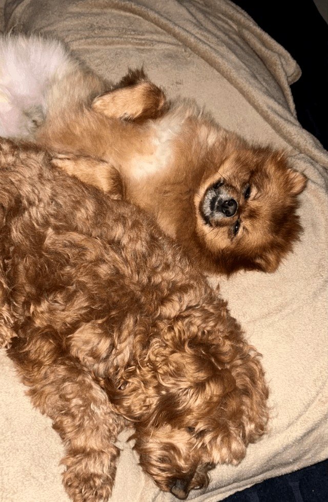 So exhausted that all I can do is nap 😴🫠🥰