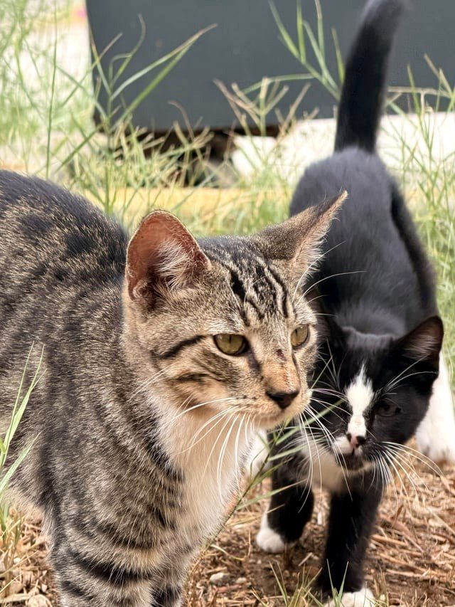 Cats are looking for a home