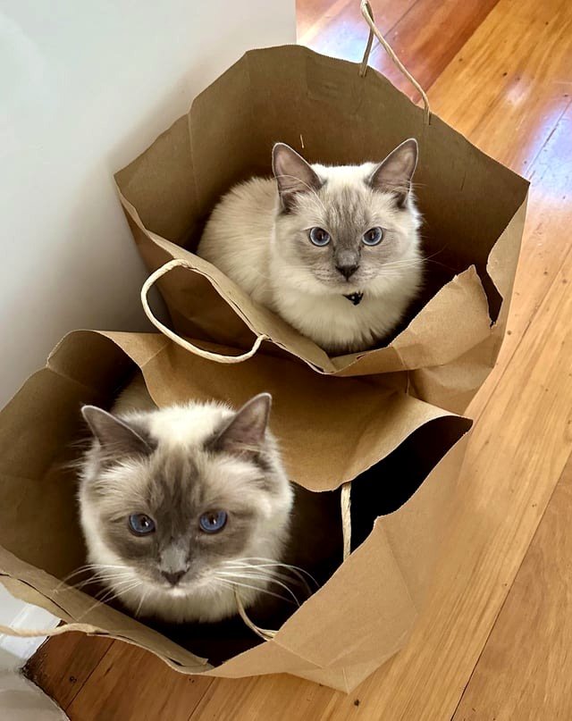 Received the incorrect groceries ;)