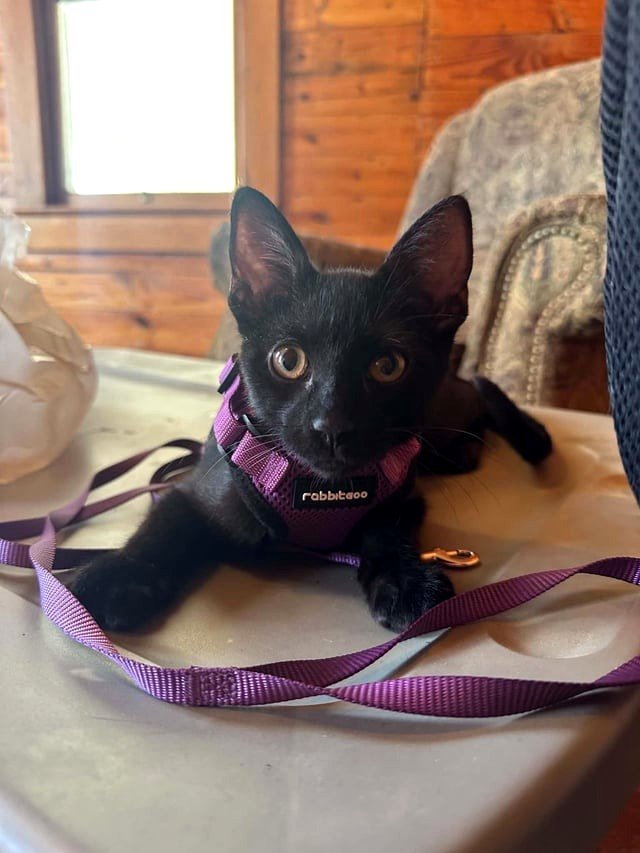 UPDATE: We welcomed him into our family! 🖤