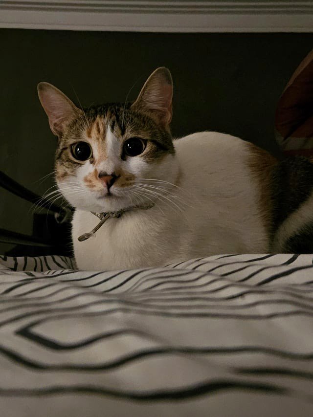 I stepped outside for a while and returned to find my family saying my cat is gone.
