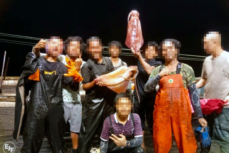 Chinese squid linked to labor exploitation easily enters Western markets.