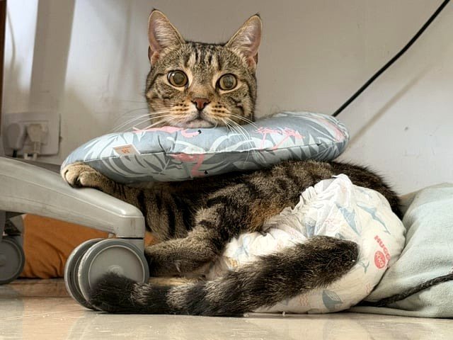 This is Tarzan—an image from when he faced urinary problems; he still ruled the house!