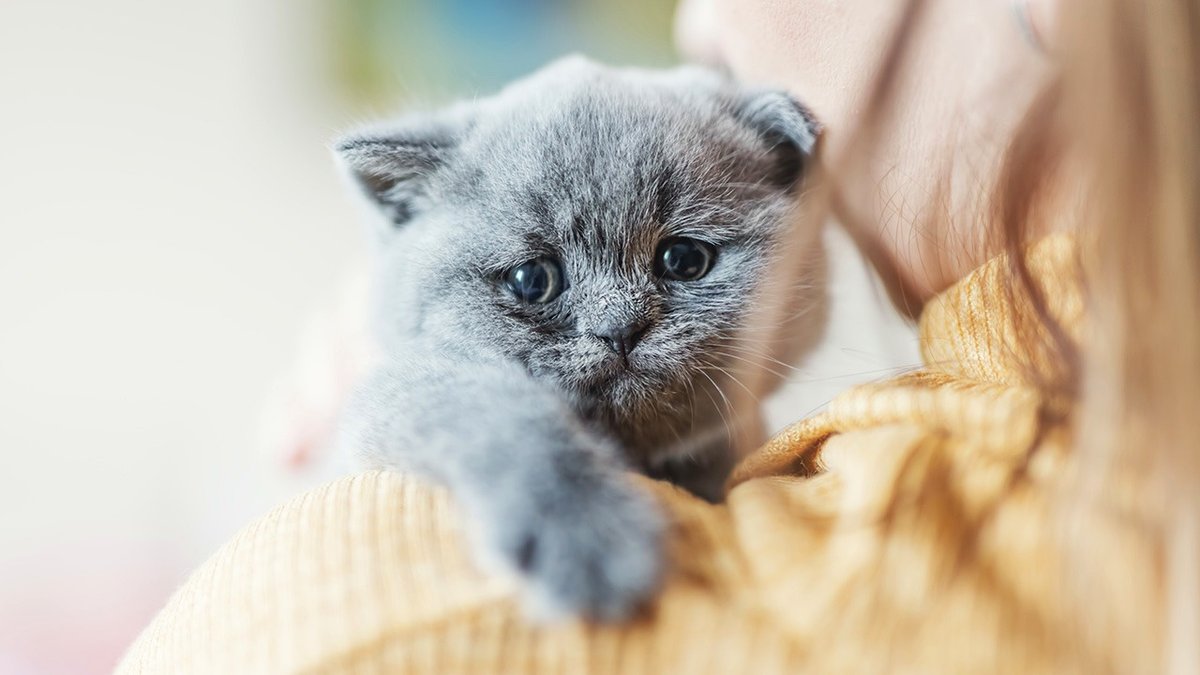 Cat Owner Returns Home to Discover Her Pet with Wrapped Paws After Roommate Disregarded a Clear “No”