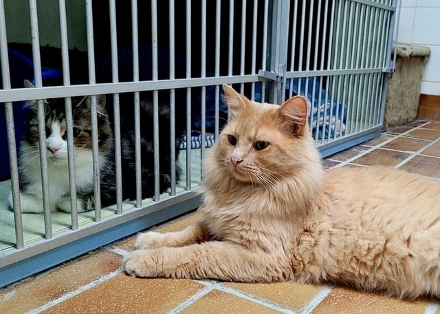 Jake from our shelter is showing interest in the adorable Bria. His former partner, Exillia, might not be pleased about this 😄