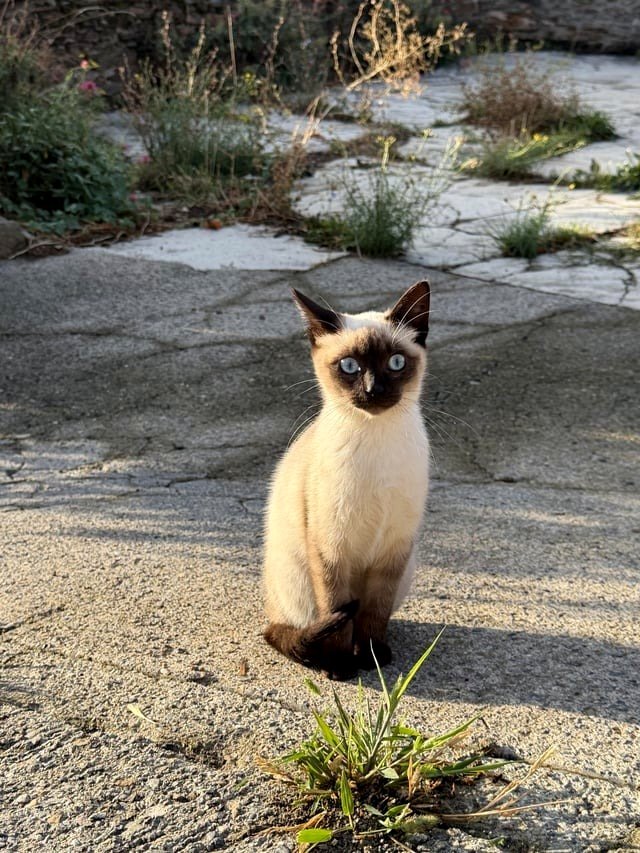 We returned home with a cat... and somehow she picked us first.
