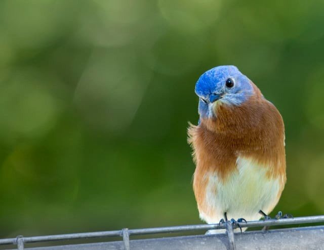 Bright Blue Bird Appears Almost Unreal.