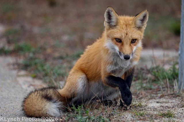Crimson Fox. Provincetown MA 10/12/26 (OC)