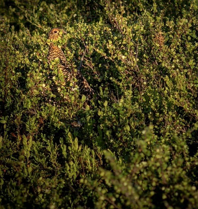 🔥 Was out walking when i noticed movement in the bushes. Turns out it was a ptarmigan, and if it didn't move, i would have never known it was there