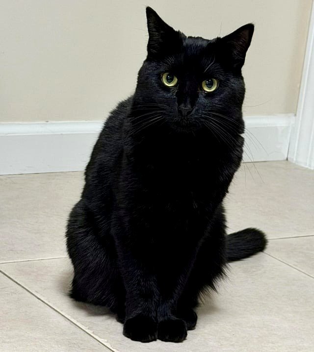 My cat rarely allows me this chance for a photo.