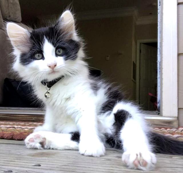 Playful as a kitten showing off its paws 🫘