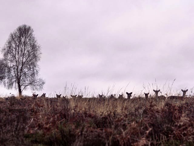 Fallow Deer in the United Kingdom