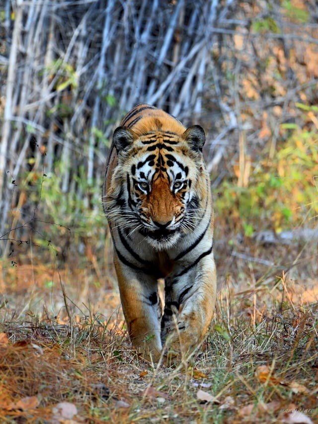 Big Cat
