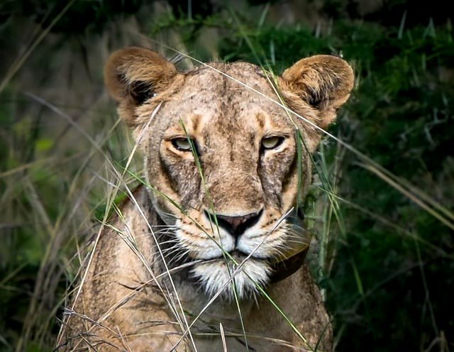 Lioness at Murchison