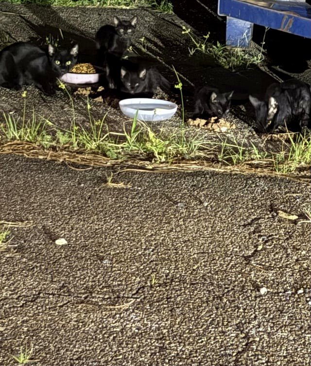Urgently seeking food for foster and community cats! I currently have 18 fosters and will be trapping 7 more kittens tonight/tomorrow from a hazardous location 🥺📍 Mississippi
