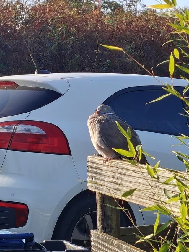 about a pigeon