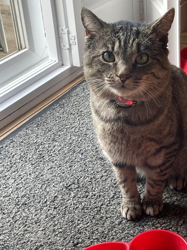 Clement Attlee Was Unchipped! He is now chipped, wearing a collar, insured, and will soon be vaccinated and neutered.